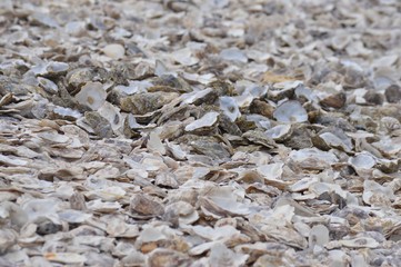 texture of oyster shells