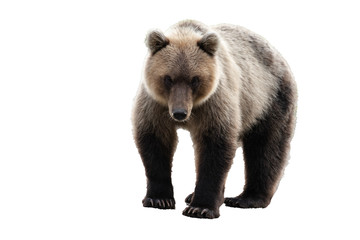 Wild Kamchatka brown bear (Ursus arctos piscator) walking and looking. Isolated on white background, copy space.