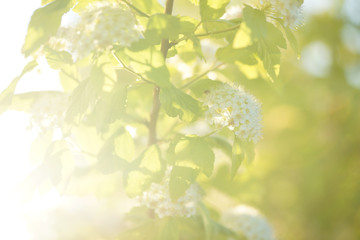 Blooming Physocarpus, green plant, yellow flowers