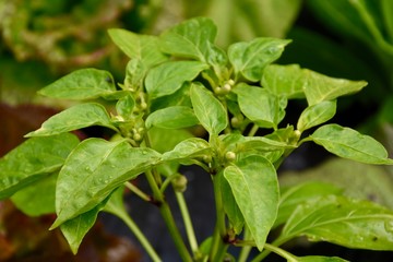 Ungarischer Spitzpaprika