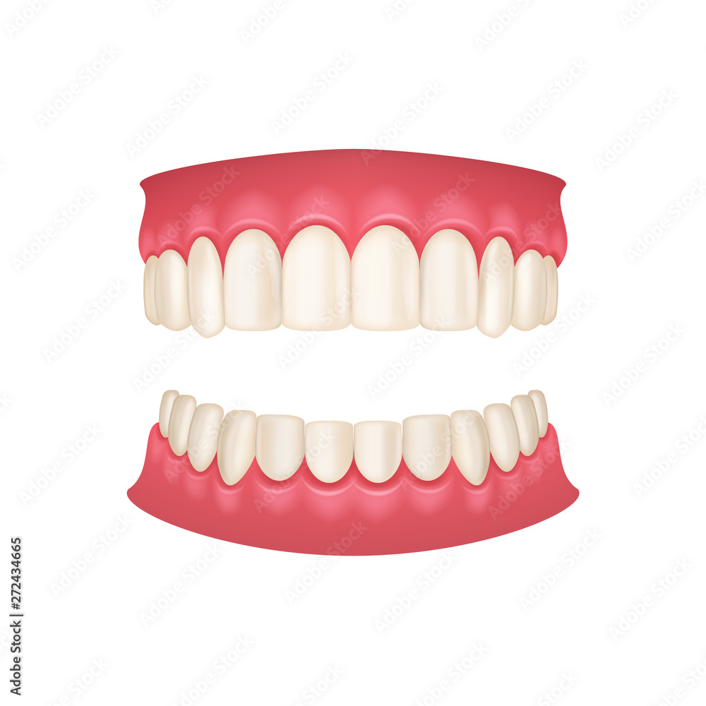 Canvas Prints Realistic 3d Detailed Human Mouth with Teeth. Vector