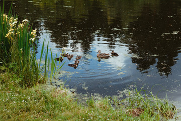 Duck with ducklings