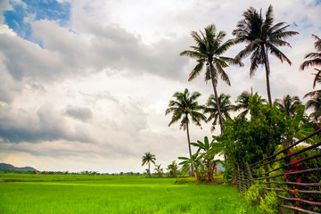 Green rice fields in Thailand when rain is falling There are many gray clouds. coconut tree is high in the wooden fence beside the house.