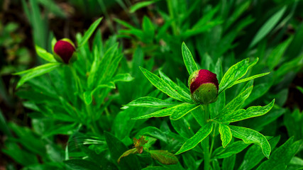 Natural botanical background with flowers in dark colors and greens