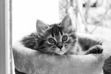 chat