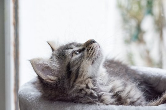 chat
