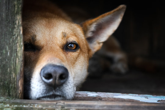 Sad View Of A Lonely Red Dog Resting In The Kennel - An Old Wooden House