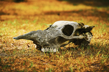 Old skull of elk without horns in  forest on dry grass