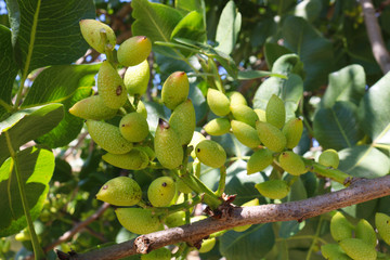 Ripening the fruit of the pistachio tree. Pistachio tree branch full of pistachio nuts