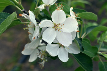 Blooming apple trees in the garden. Spring day..