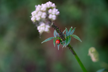 Roter Herrgottskäfer auf grüner Pflanze mit grünem Bokeh