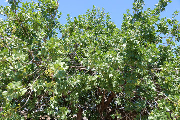 Fototapeta na wymiar Green pistachio tree under blue sky