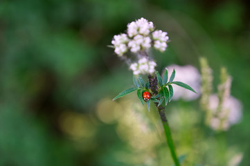 Roter Herrgottskäfer auf grüner Pflanze mit grünem Bokeh