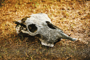 Old skull of elk without horns in  forest on dry grass