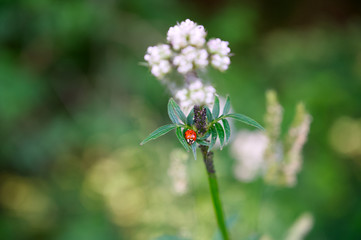 Roter Herrgottskäfer auf grüner Pflanze mit grünem Bokeh