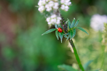 Roter Herrgottskäfer auf grüner Pflanze mit grünem Bokeh