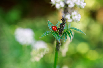 Roter Herrgottskäfer auf grüner Pflanze mit grünem Bokeh