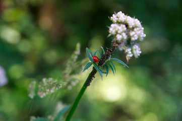 Roter Herrgottskäfer auf grüner Pflanze mit grünem Bokeh