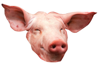 Isolated head of a pig (on white background)