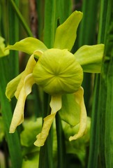 Close up of a yellow flower of the yellow pitcher plant (Sarracenia flava), an insect-eating or carnivorous plant