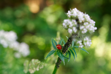 Roter Herrgottskäfer auf grüner Pflanze mit grünem Bokeh
