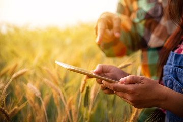 couple of farmers in a gold field with a digital tablet