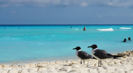 Caribbean seagulls on the beach in Cancun in Mexico.