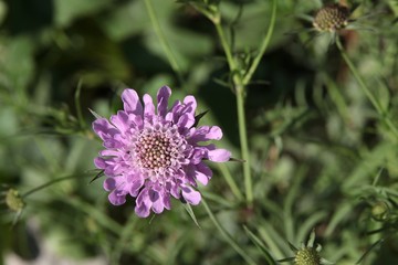 lila flowers of Scabiosa Caucasica close up