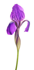 dark purple iris flower isolated on white