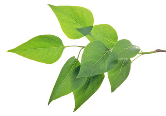 branch with eight green leaves