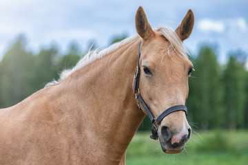 Fototapeta premium Close up portrait of a horse with green trees and blue sky at the background