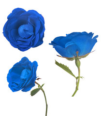 Fototapeta na wymiar three dark blue color roses collection