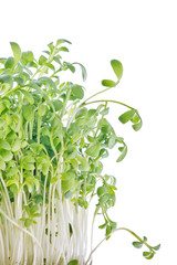 green garden cress on white