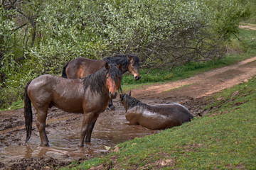 A group of wild horses on Mount Stolovi. The salvation of the fly is in the mud pub.