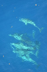 Fototapeta na wymiar Bottle-nose dolphins swimming in the ocean. 