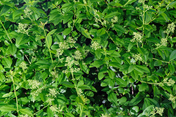 Close up of privet hedge branches in bloom