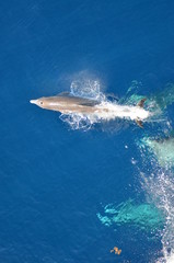 Fototapeta premium Bottle-nose Dolphin, Tursiops truncatus, jumping out of the water, Atlantic ocean 