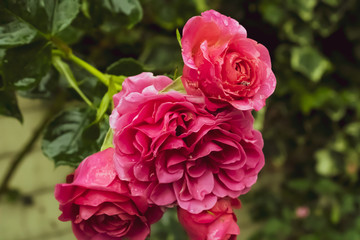 pink rose in garden