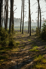 Green landscape of beautiful summer  forest at sunrise
