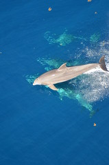 Bottle-nose Dolphin, Tursiops truncatus,  jumping out of the water, Atlantic ocean 