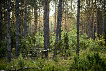 Green landscape of beautiful summer  forest at sunrise