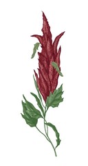 Detailed botanical drawing of quinoa or amaranth flowering plant or inflorescence. Cultivated grain crop isolated on white background. Realistic natural vector illustration in elegant vintage style.
