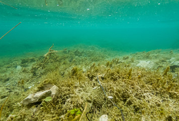 Naklejka na ściany i meble Underwater view of flora and fauna in fresh water lake.