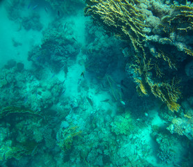 sea fish near coral, underwater