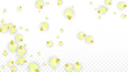 Vector Realistic Pink Petals Falling on Transparent Background.  Spring Romantic Flowers Illustration. Flying Petals. Sakura Spa Design. Blossom Confetti.