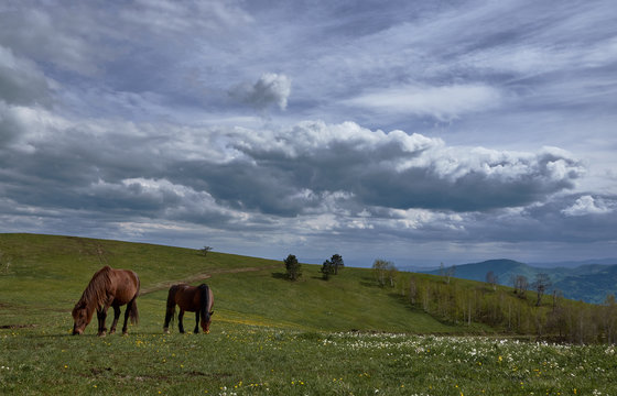 Two wilde horses on green grass. On the mountain Stolovi in central Serbia. Photograph taken this spring on a family trip.Horses are used to people. It`s easy to get close.