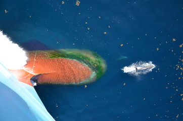 Dolphins playing in the front of bulbous bow of the cargo ship.