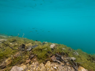 Underwater view of flora and fauna in fresh water lake.