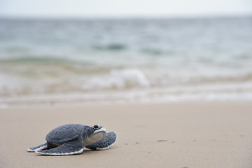 Little turtle on the beach