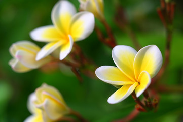 White and yellow plumeria flowers
